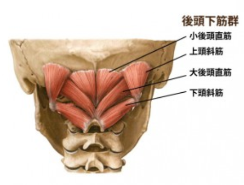 後頭下筋群と頭痛の関係